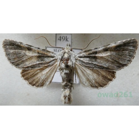 Hadena caesia (Denis & Schiffermüller, 1775) Slovenia49k